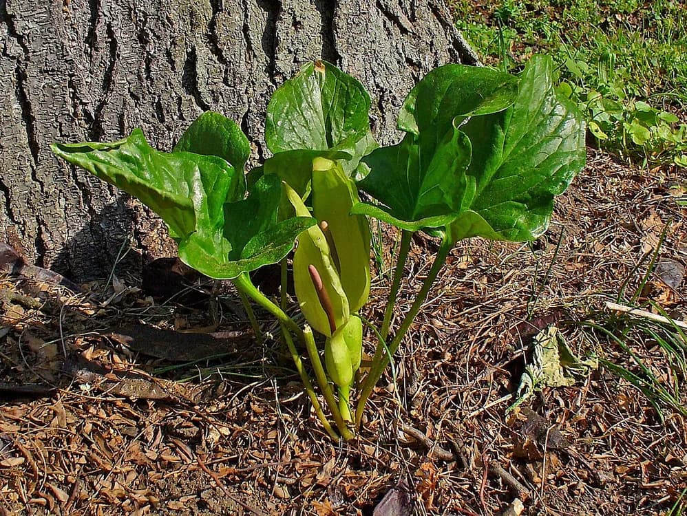 Adam-and-Eve (Arum maculatum)