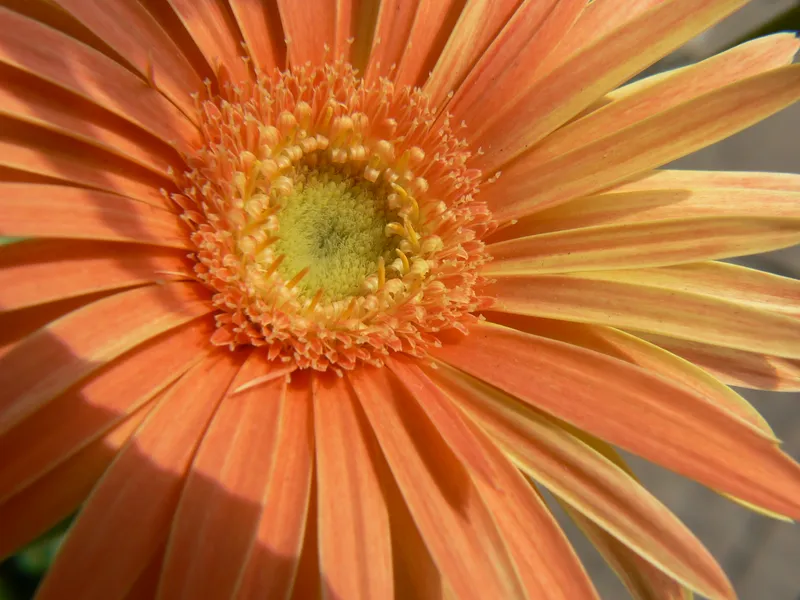 African Daisy (Gerbera jamesonii)