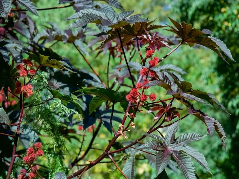 African Wonder Tree (Ricinus communis)