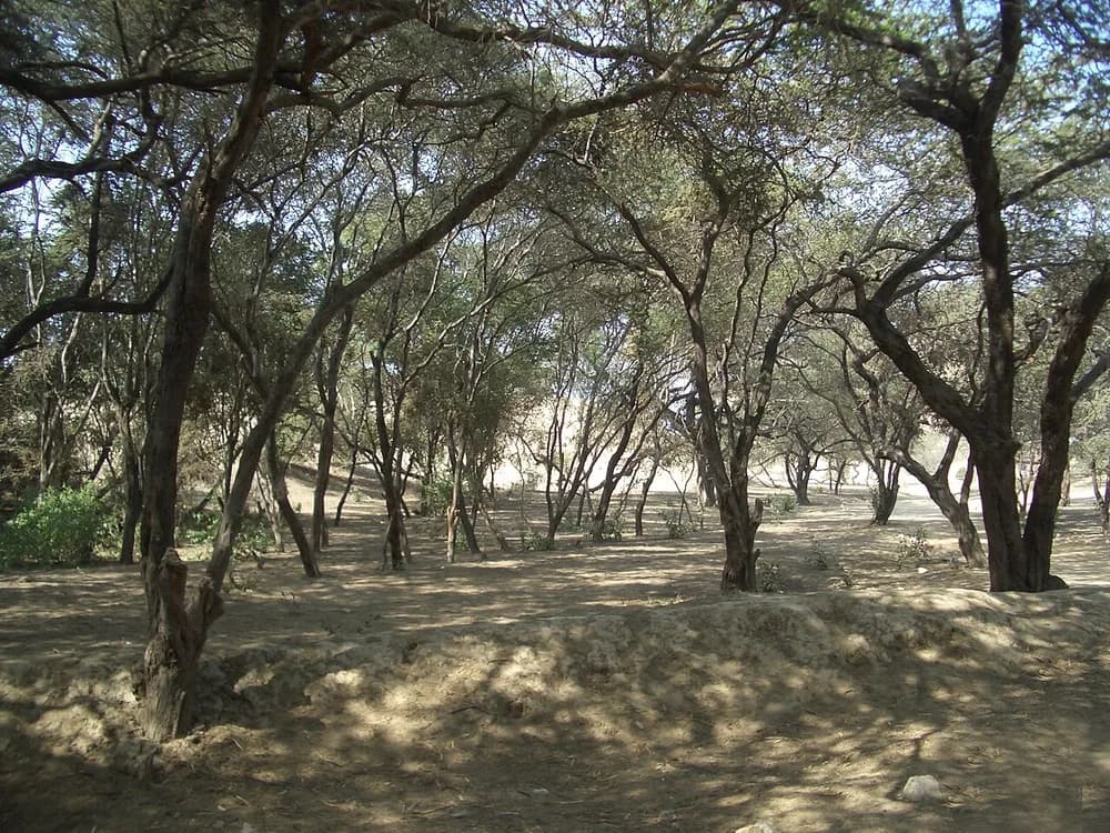 Algaroba (Prosopis limensis)
