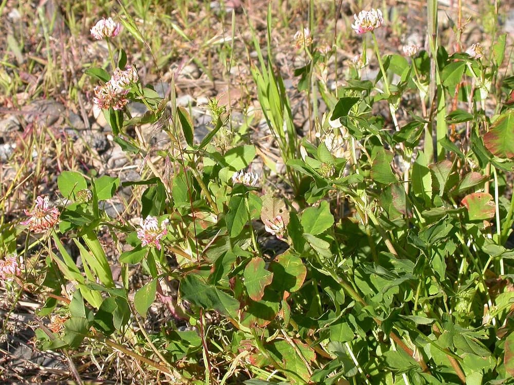 Alsike Clover (Trifolium hybridum)