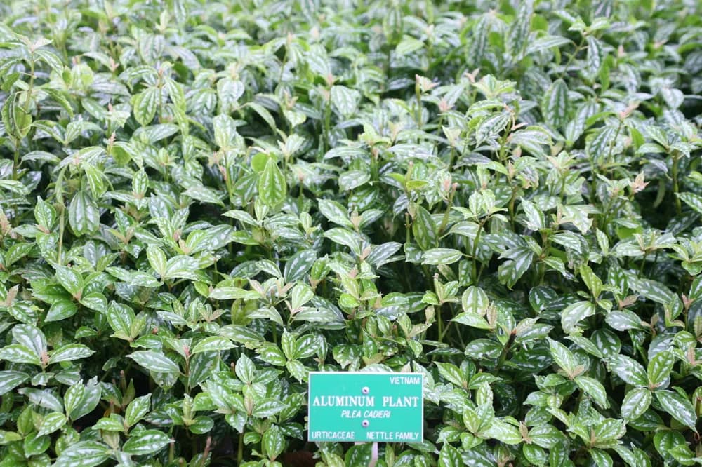 Aluminum Plant (Pilea cadieri)