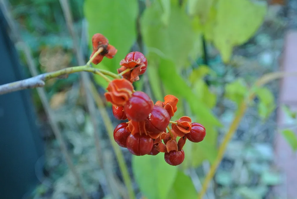 American Bittersweet (Celastrus scandens)