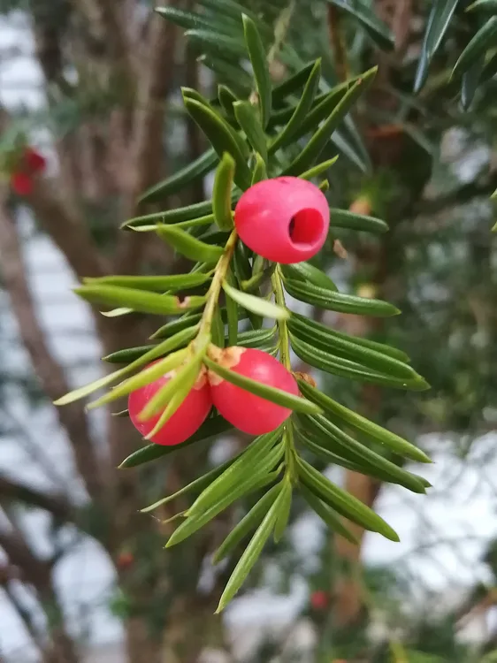 American Yew (Taxus canadensus)