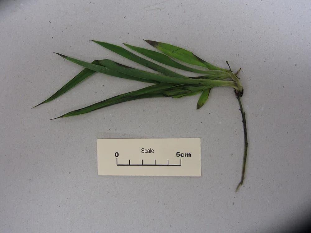 Anthericum Comosum (Chlorophytum comosum)
