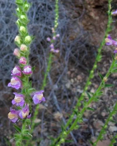 Antirrhinum Multiflorum (Antirrhinum multiflorum)