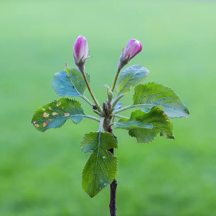 Apple (Malus sylvestrus)
