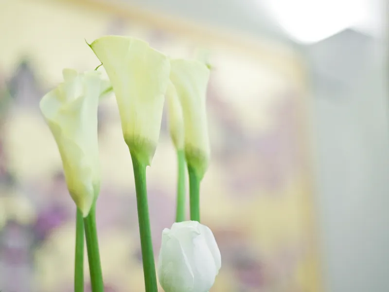 Arum Lily (Zantedeschia aethiopica)