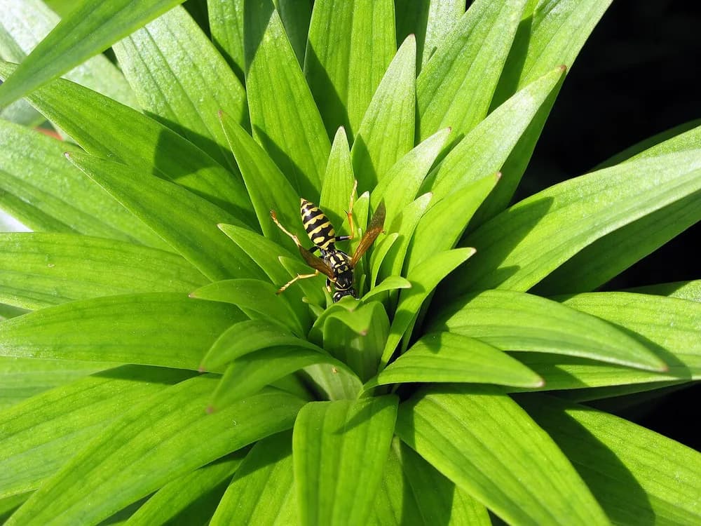 Asian Lily (Lilium asiatica)