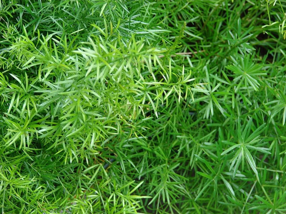 Asparagus Fern (Asparagus densiflorus cv sprengeri)