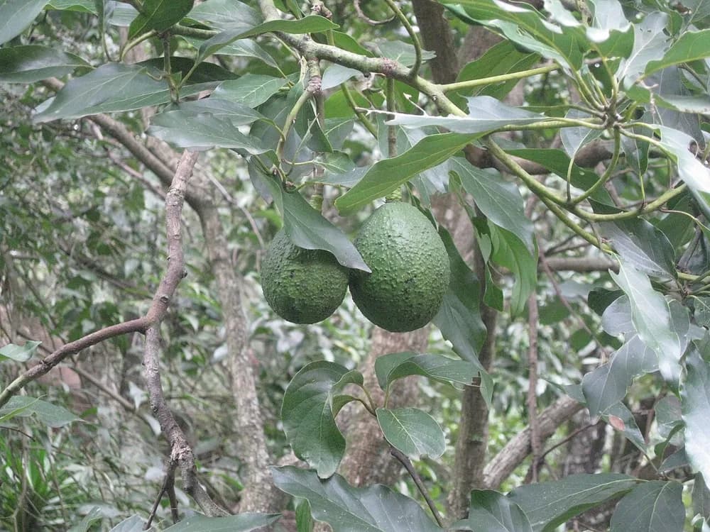 Avocado (Persea americana)