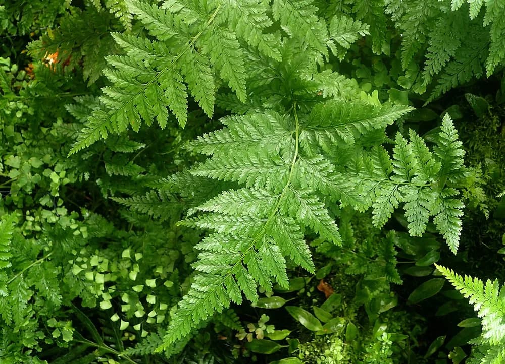 Ball Fern (Davallia spp.)