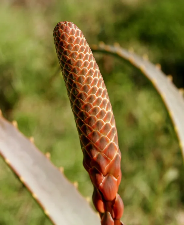 Barbados Aloe (Aloe barbadensis)