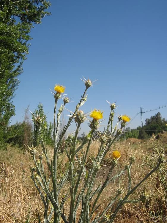 Barnaby's Thistle (Centaurea solstitialis)