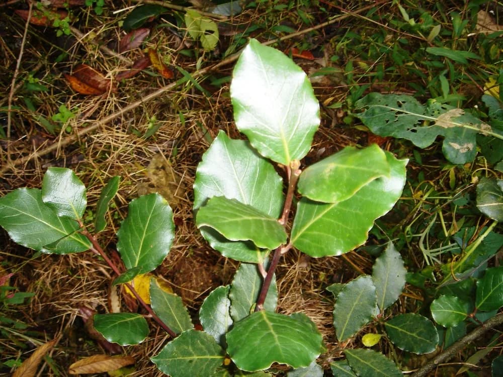Bay Laurel (Laurus nobilis)