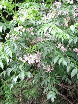 Bead Tree (Melia azedarach)