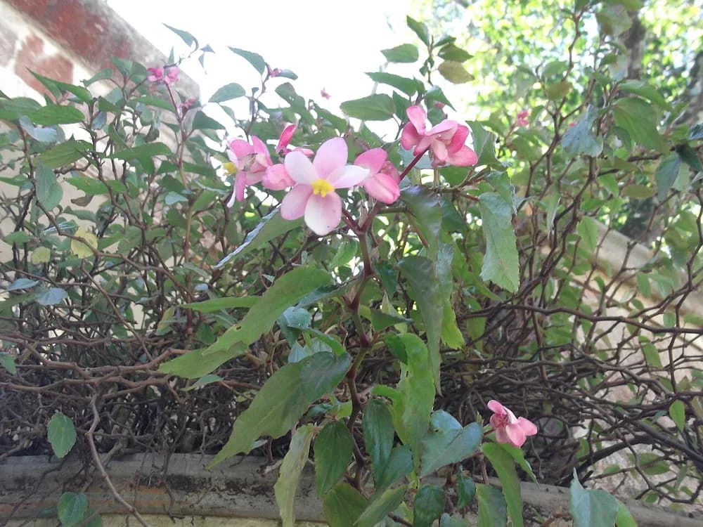Begonia (Begonia spp.)