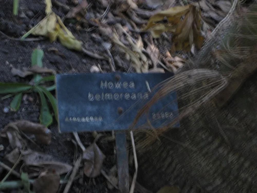 Belmore Sentry Palm (Howea belmoreana)