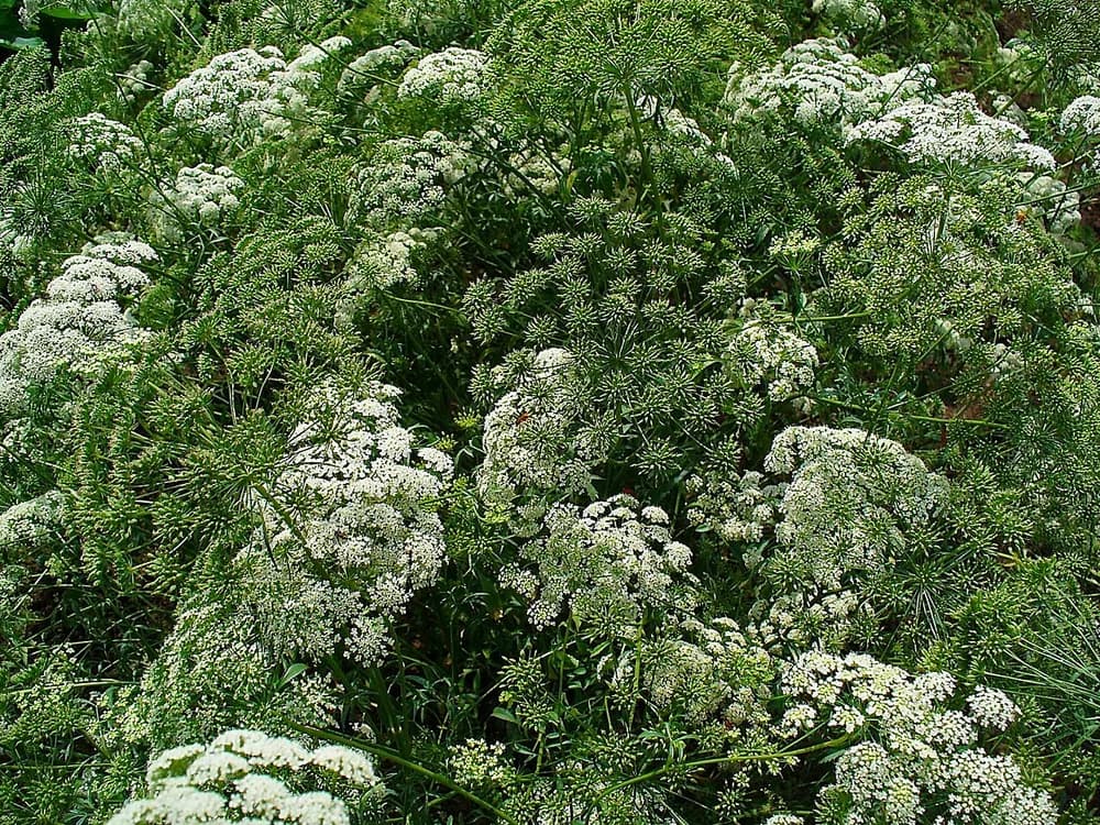 Bishop's Weed (Ammi majus)