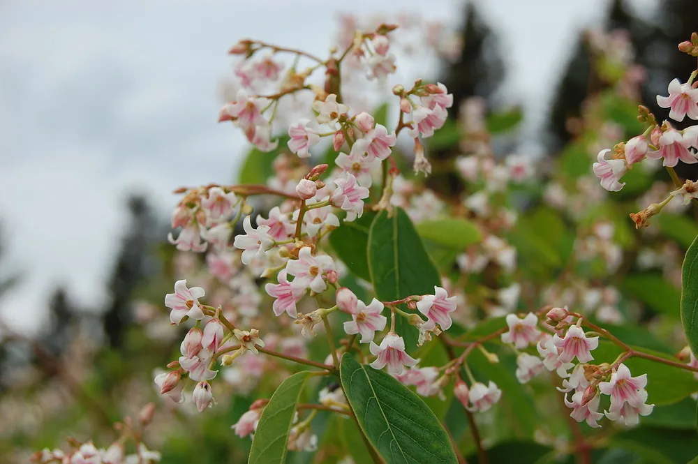 Bitter Root (Apocynum androsaemifolium)
