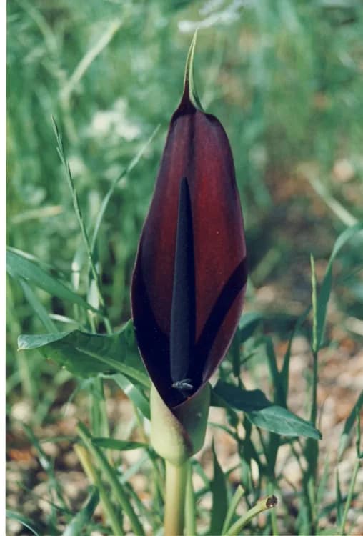 Black Calla (Arum palestinum)