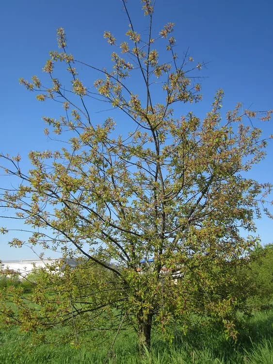 Black Cherry (Prunus serotina)