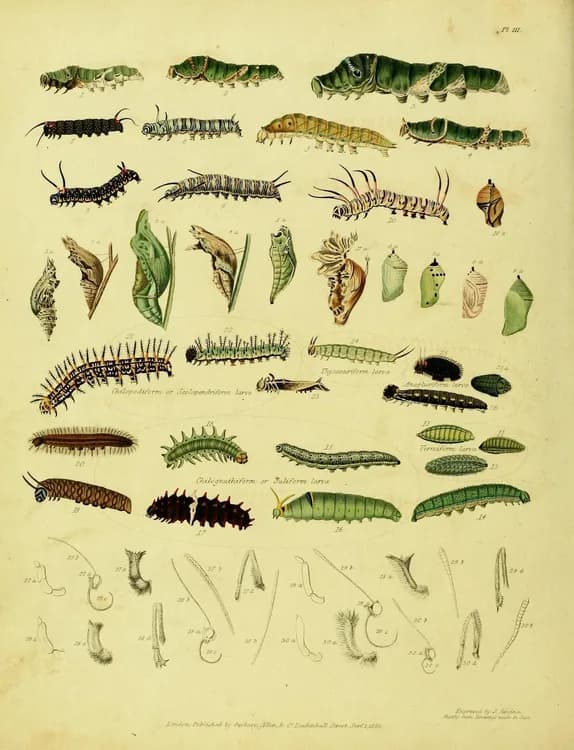 Black Laurel (Leucothoe spp.)