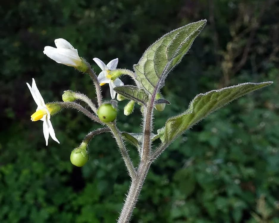Black Nightshade (Solanum nigrum)