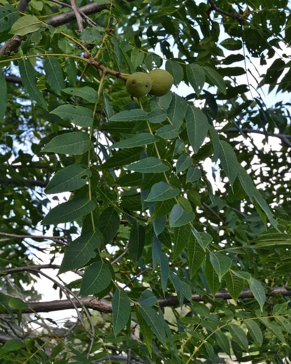 Black Walnut (Juglans nigra)