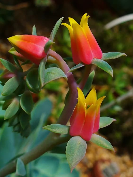 Blue Echeveria (Echeveria glauca)