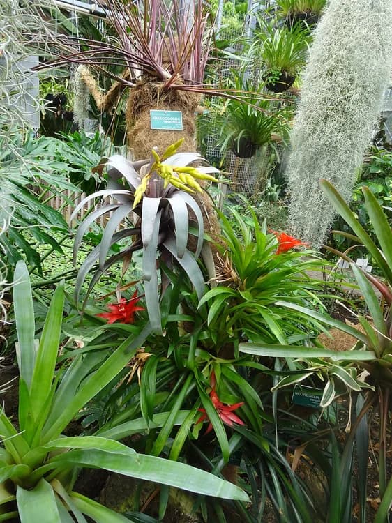 Blushing Bromeliad (Neoregalia spp.)