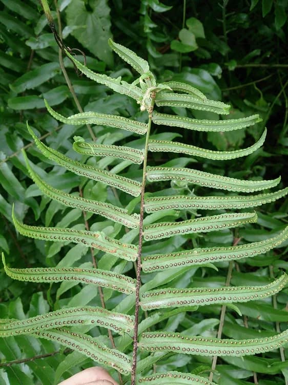 Bold Sword Fern (Nephrolepis biserrata)