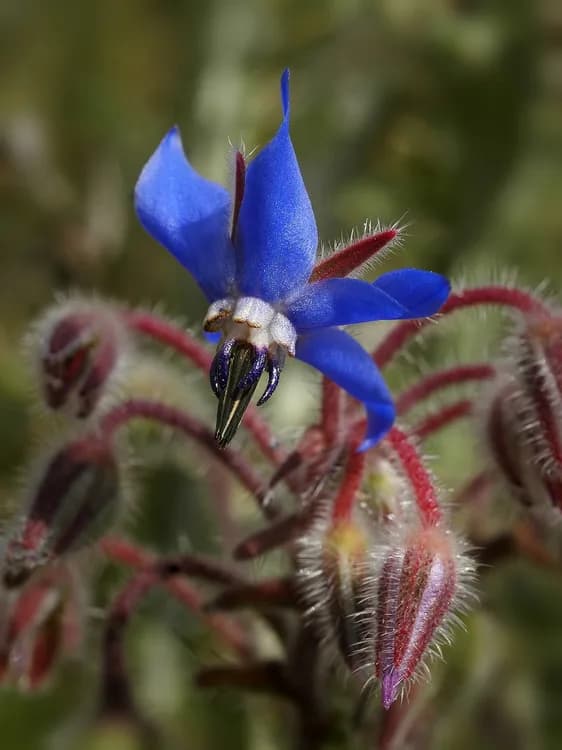 Borage (Borage officinalis)