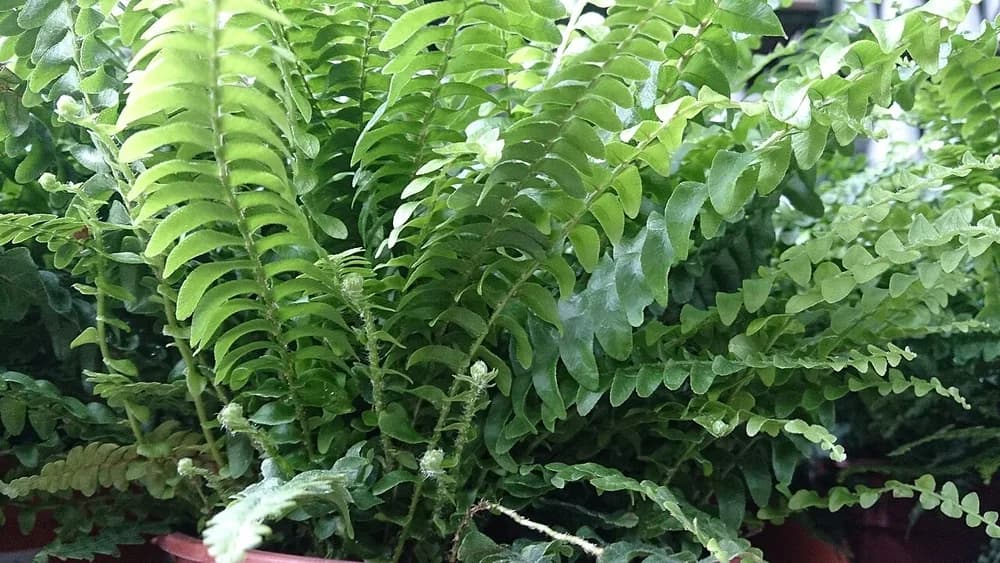 Boston Fern (Nephrolepis exalta bostoniensis)
