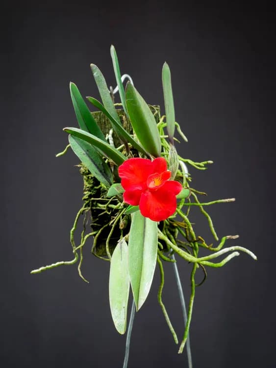 Brazilian Orchid (Sophronitis spp.)