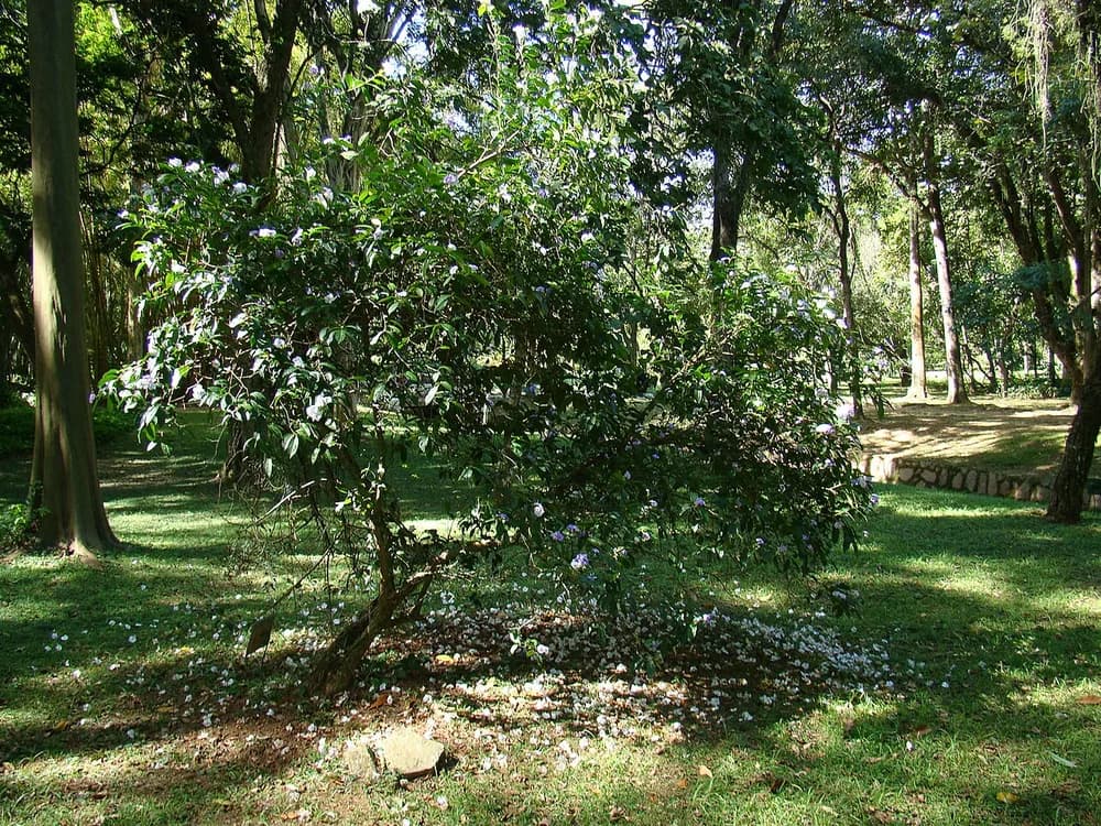 Brunfelsia (Brunfelsia species)
