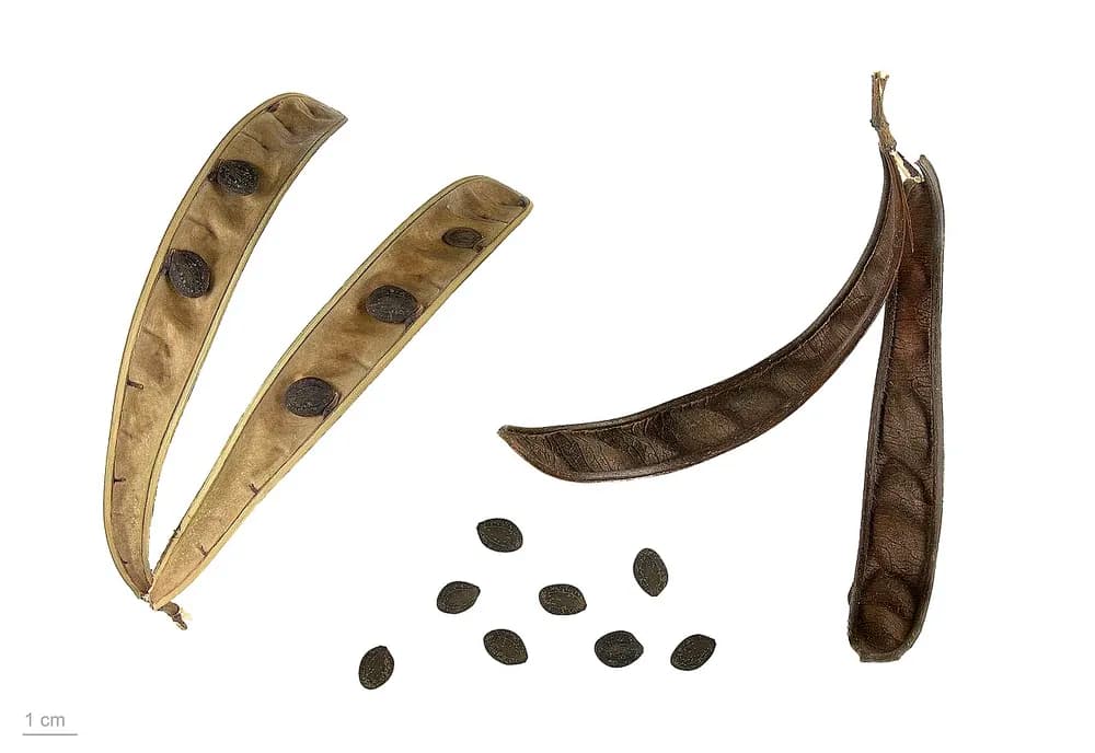 Buckeye (Aesculus spp)