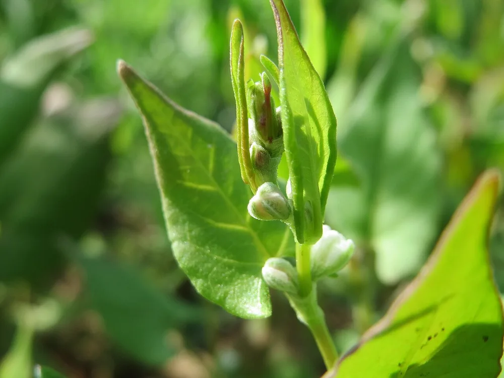 Buckwheat (Fagopyrum spp.)