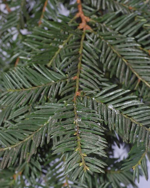 Buddhist Pine (Podocarpus macrophylla)