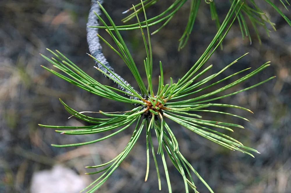 Bull Pine (Pinus ponderosa)