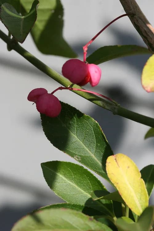 Burning Bush (Euonymus atropurpurea)