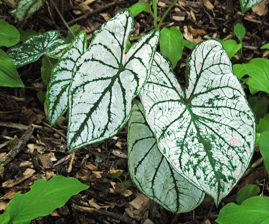 Caladium (Caladium hortulanum)