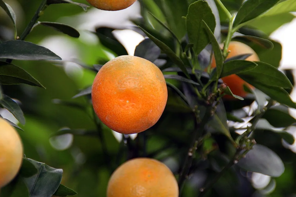 Calamondin Orange (Citrus mitis)