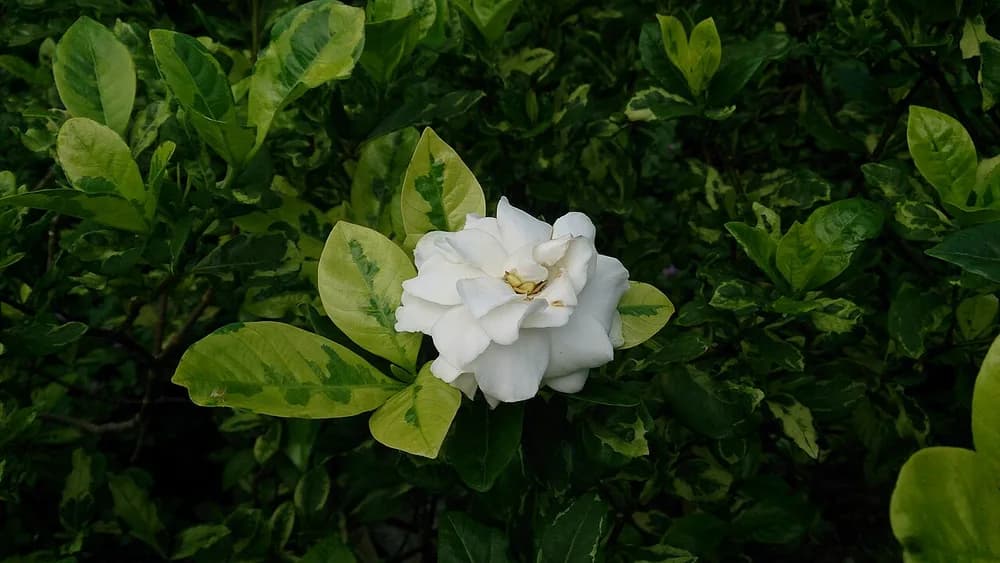 Cape Jasmine (Gardenia jasminoides)