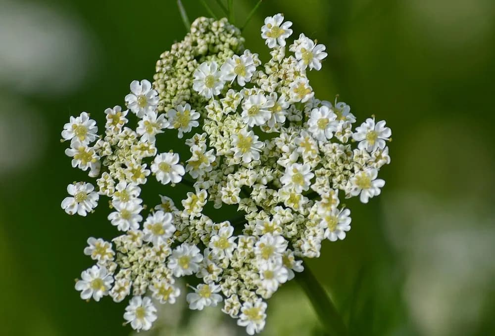 Caraway (Carum carvi)