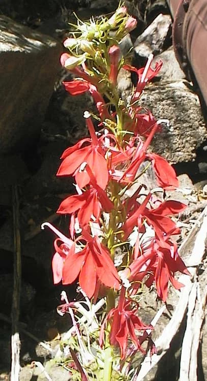 Cardinal Flower (Lobelia cardinalis)