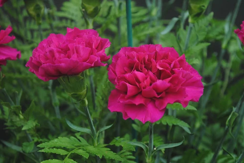 Carnation (Dianthus caryophyllus)