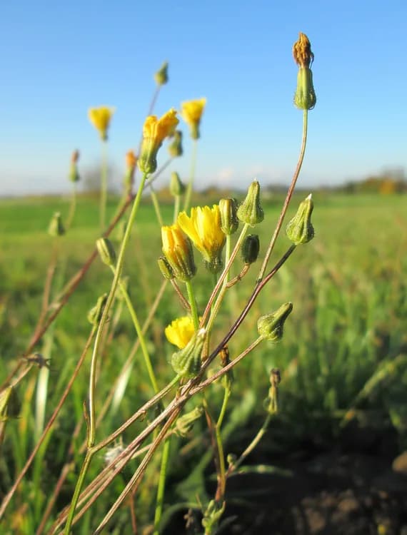 Catsear (Hypochaeris radicata)