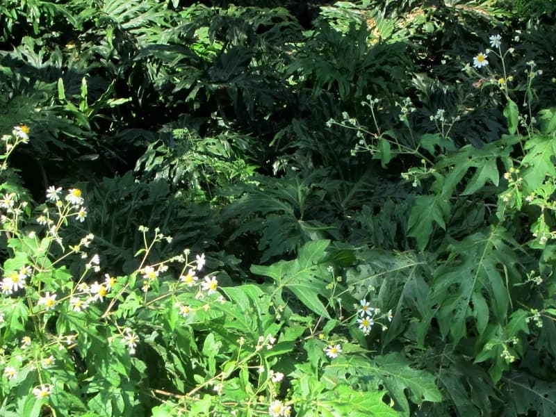 Ceriman (Monstera deliciosa)