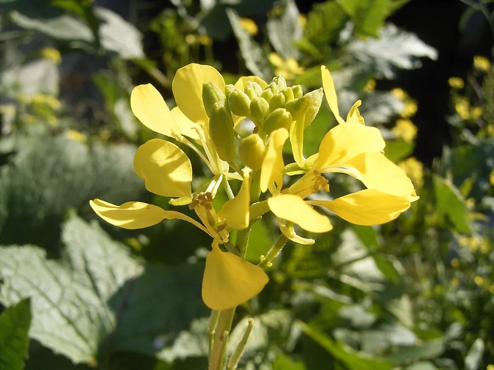 Charlock (Brassica kaber)